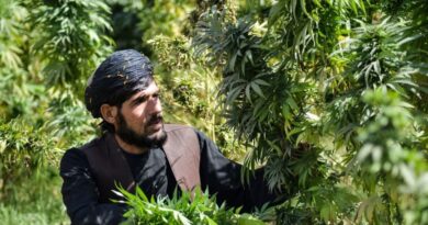 Taliban signs deal with Cpharm for 'cannabis processing', Australian company says 'no idea'