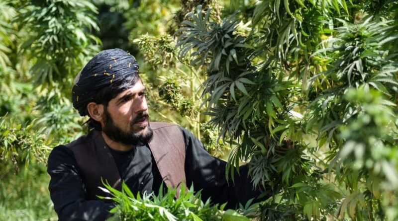 Taliban signs deal with Cpharm for 'cannabis processing', Australian company says 'no idea'