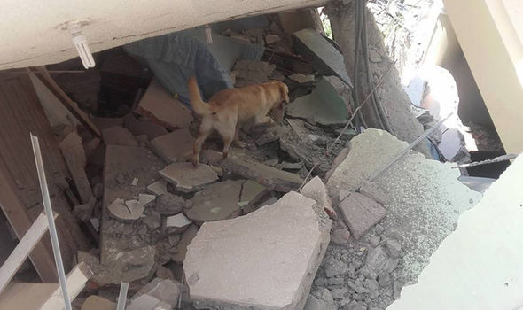 Video: Construction crew in Ecuador Praised for Saving Dogs from Channels
