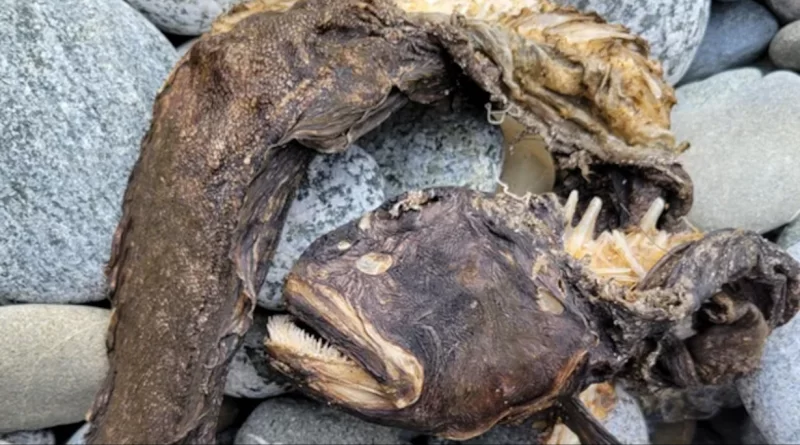 Bizarre Sea Creature With Needle-Like Teeth Washes Ashore In US, Internet Baffled