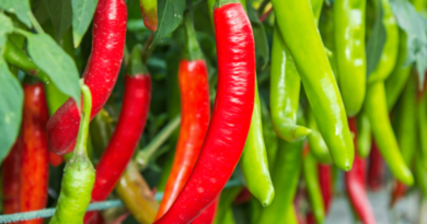 Red Chili: The Perfect Addition to Your Weight Loss Diet