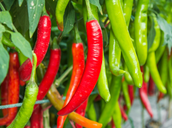 Red Chili: The Perfect Addition to Your Weight Loss Diet
